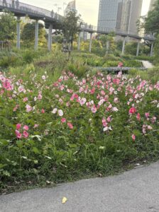 ベンチャキティ公園の花々と遊歩道、夕方の落ち着いた雰囲気